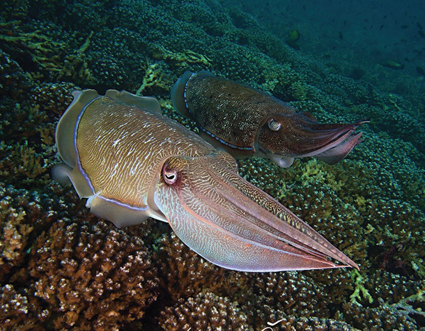 Closeup of Oman Cuttlefish underwater
